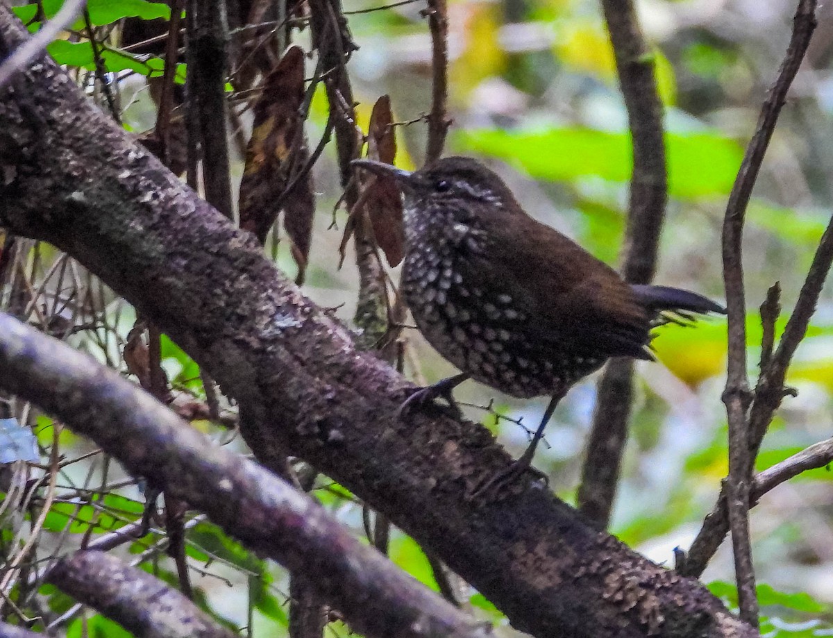 Sharp-tailed Streamcreeper - ML637608758