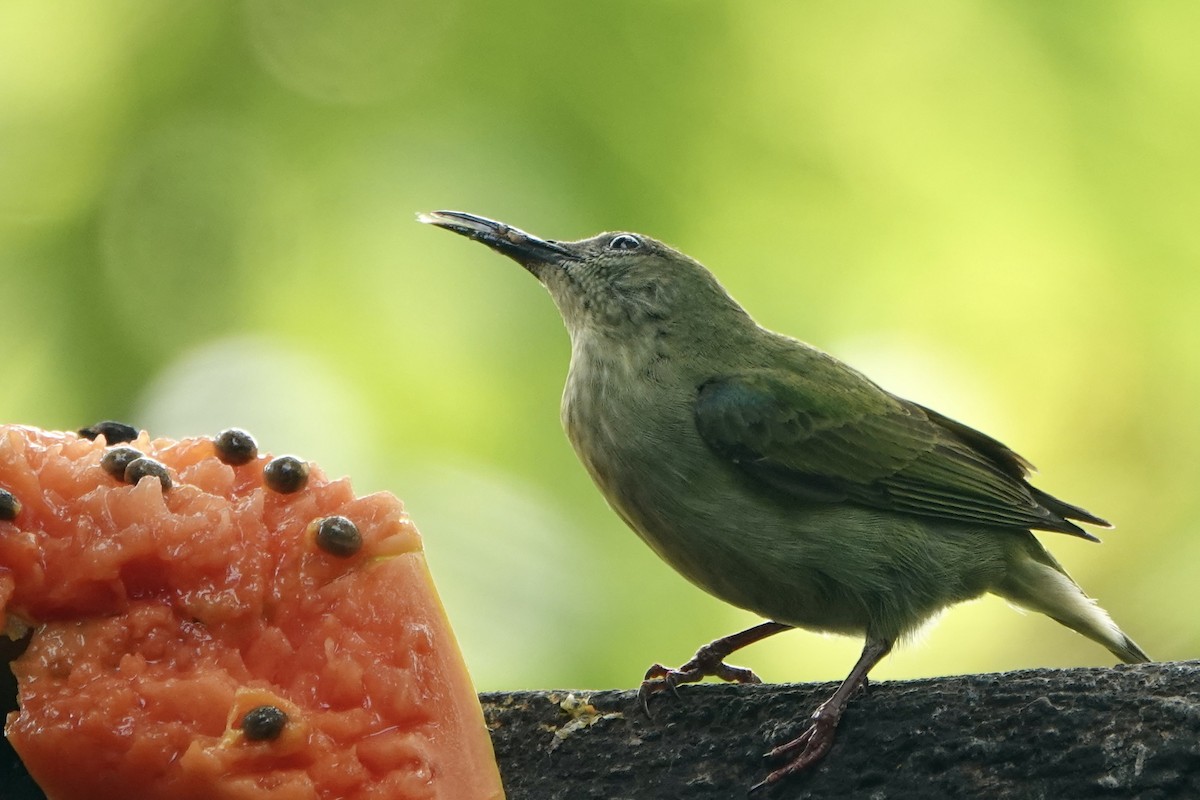 Red-legged Honeycreeper - ML637608764