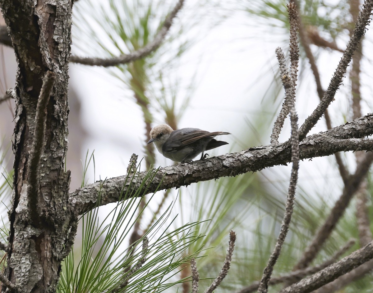 Brown-headed Nuthatch - ML637608770