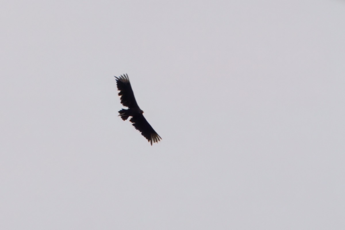 Black Vulture - ML637608785
