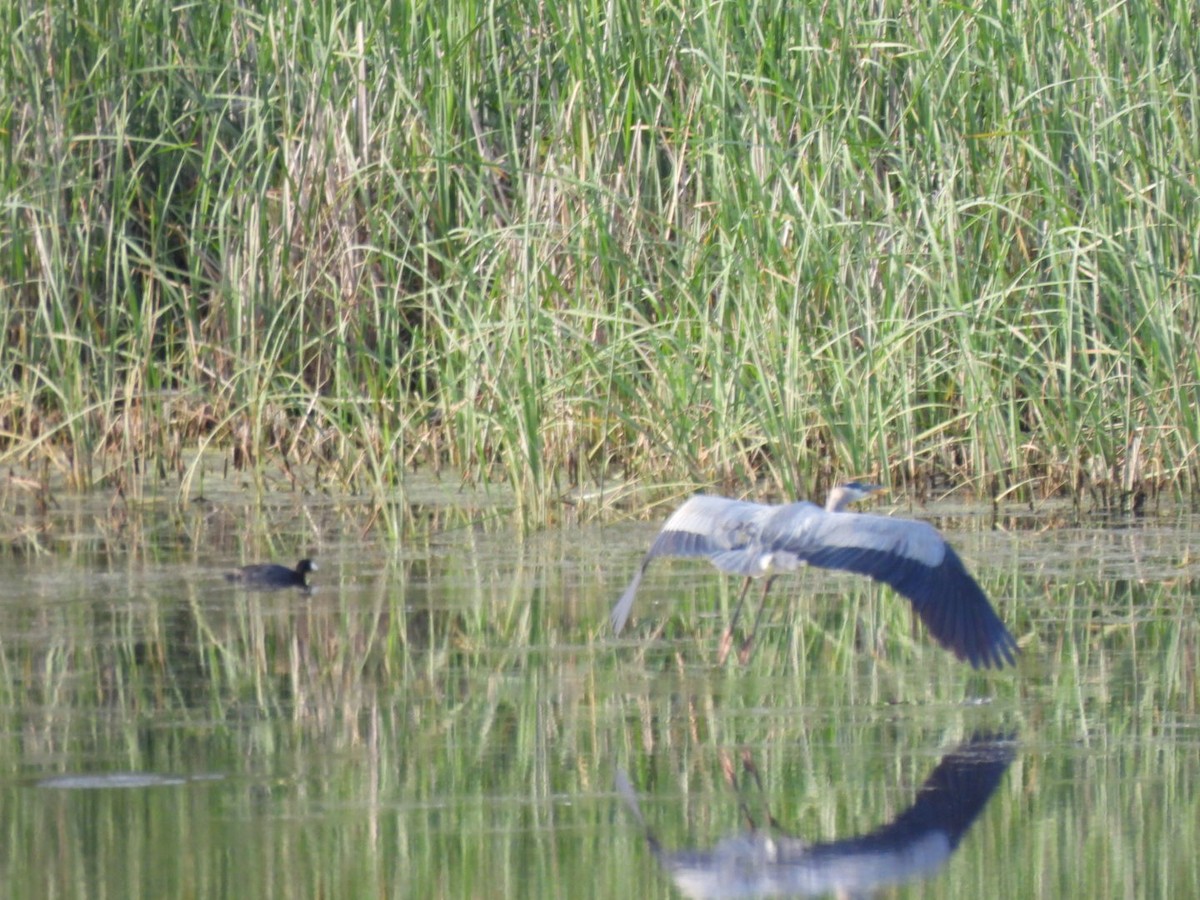 volavka velká - ML637608787