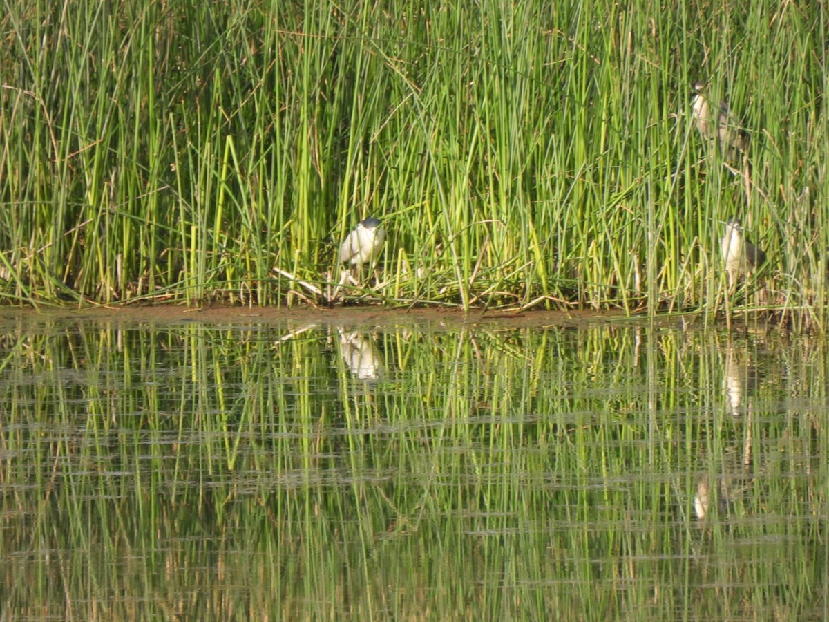 kvakoš noční - ML637608800