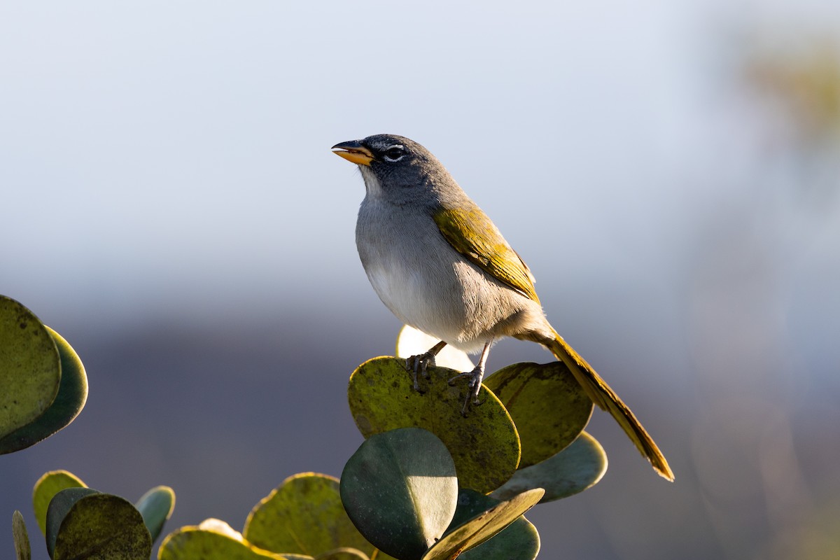 Pale-throated Pampa-Finch - ML637608823