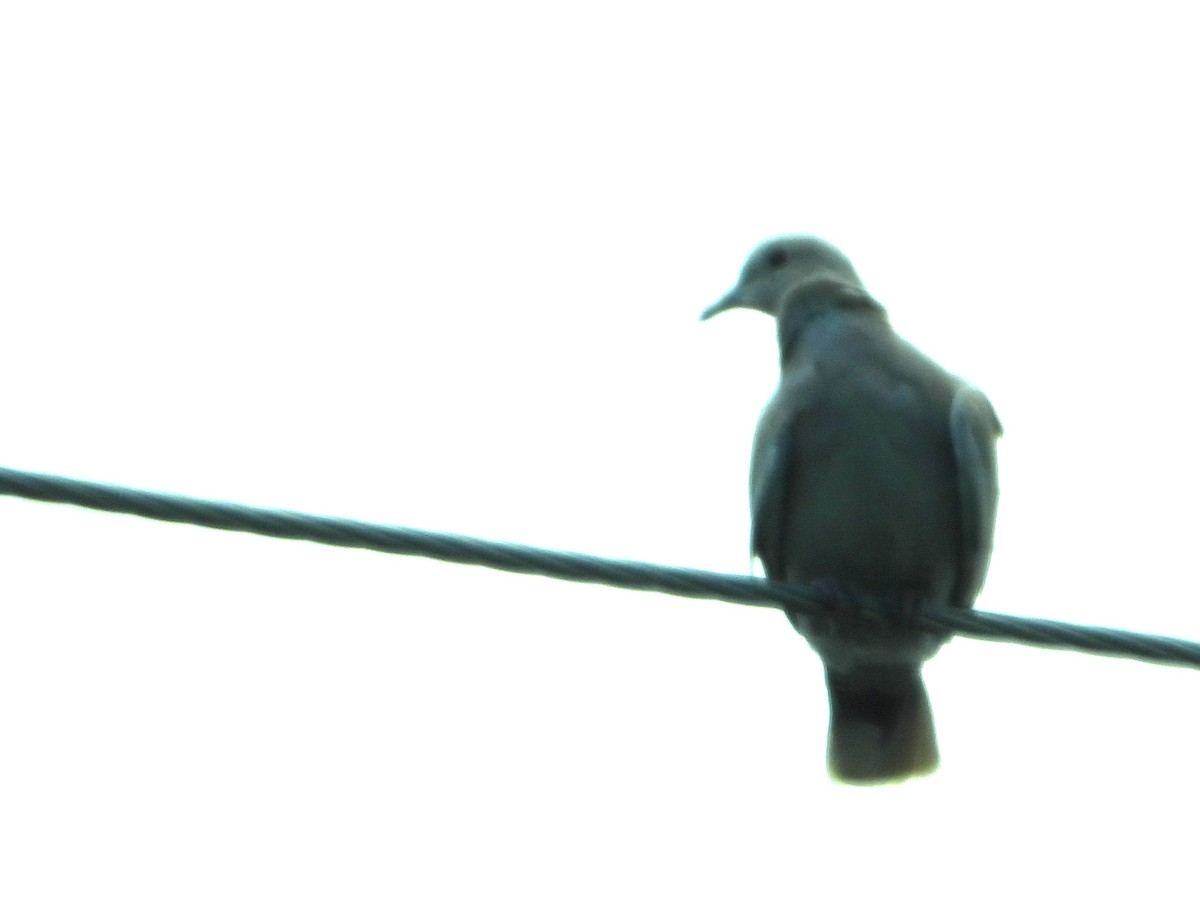 Eurasian Collared-Dove - ML637608829