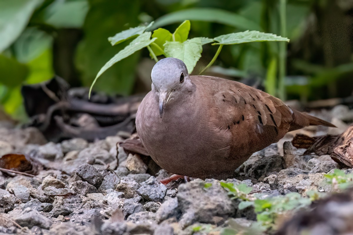 Ruddy Ground Dove - ML637608830