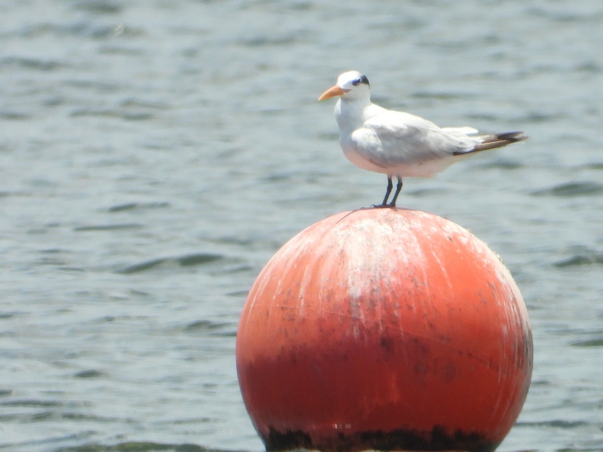 Royal Tern - ML637608852