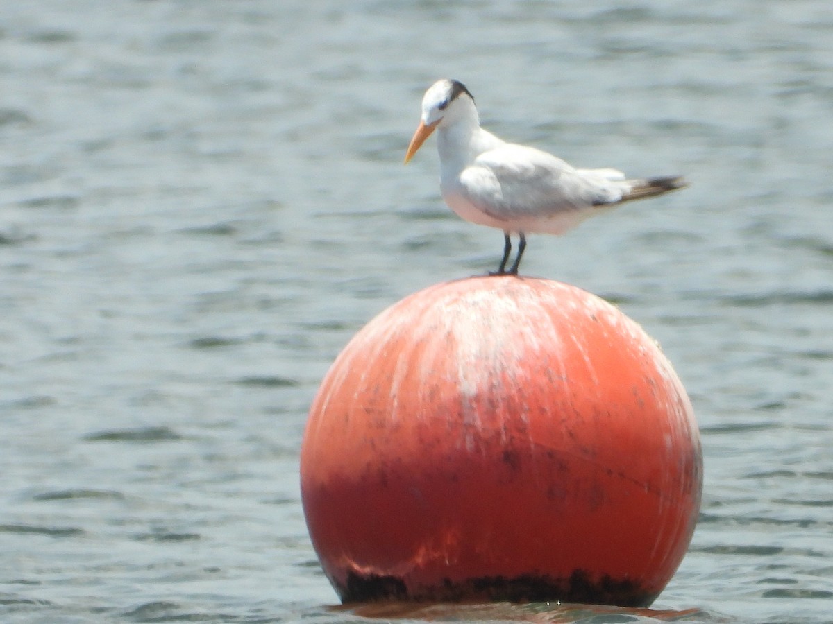 Royal Tern - ML637608853