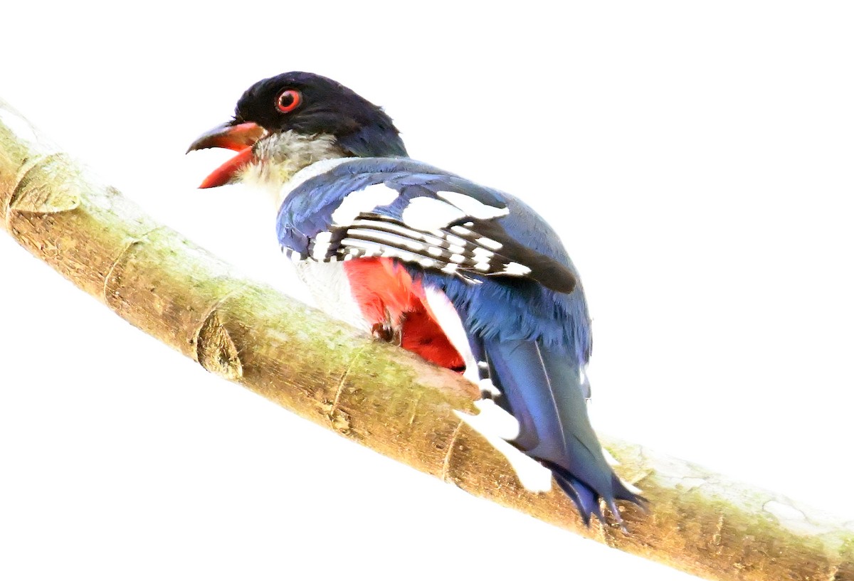 Cuban Trogon - ML637608855