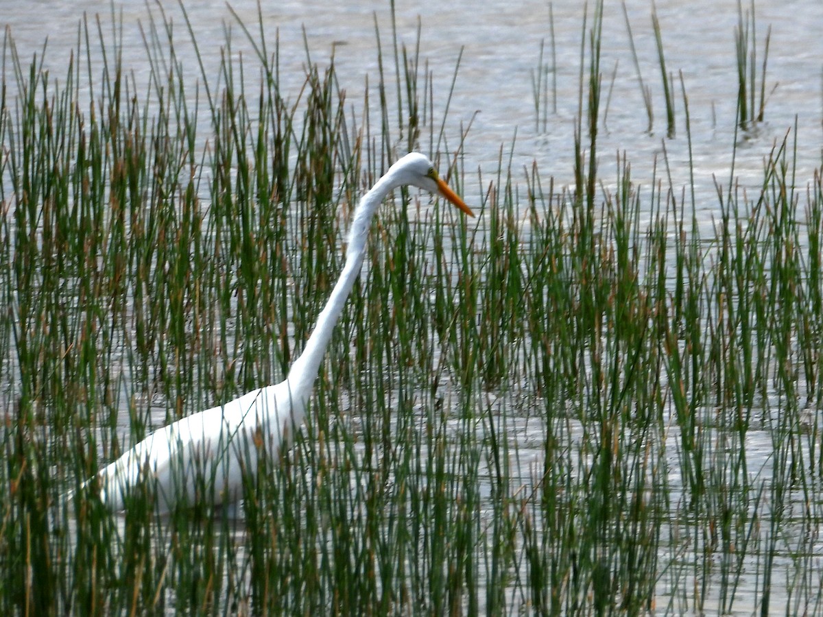 Great Egret - ML637608859