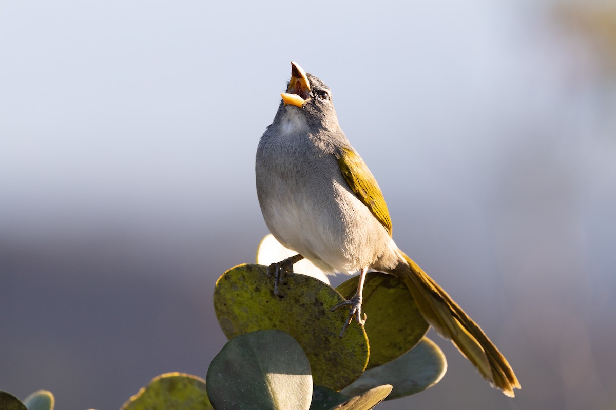 Pale-throated Pampa-Finch - ML637608870