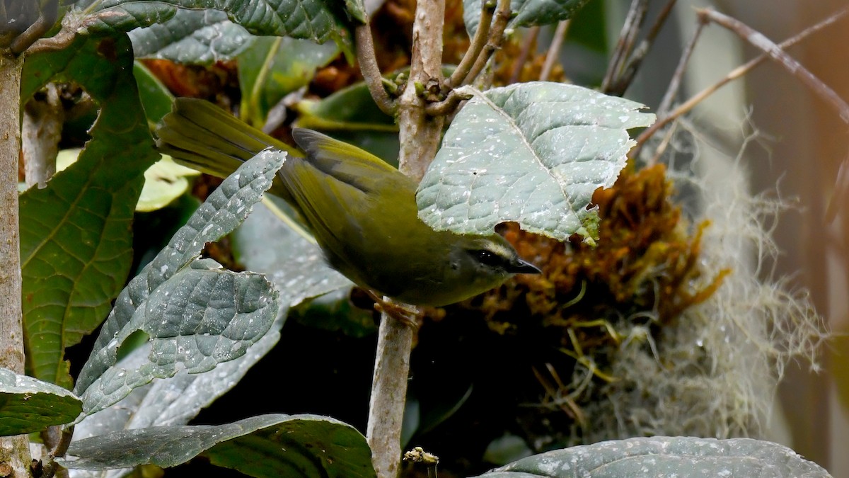 Citrine Warbler - ML637608872
