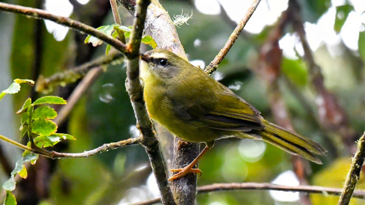 Citrine Warbler - ML637608873