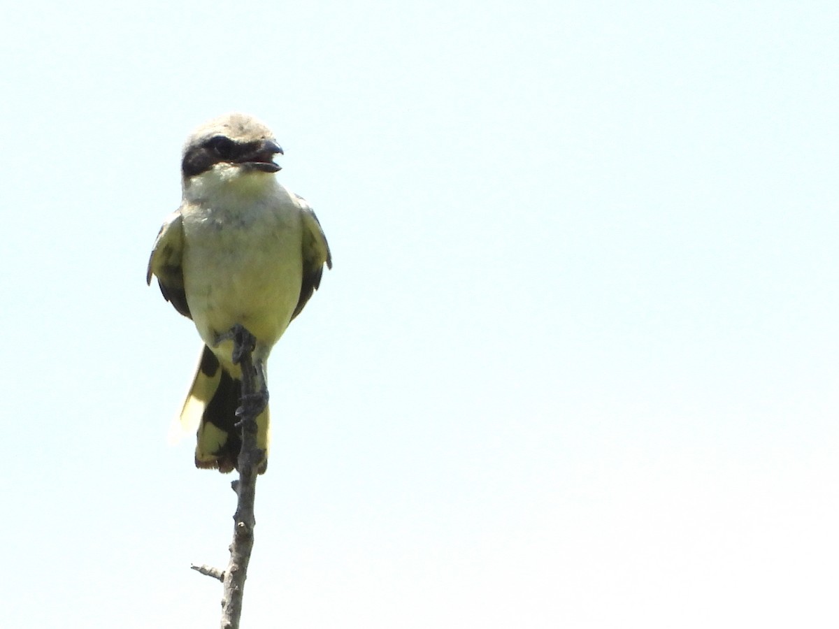 Loggerhead Shrike - ML637608901