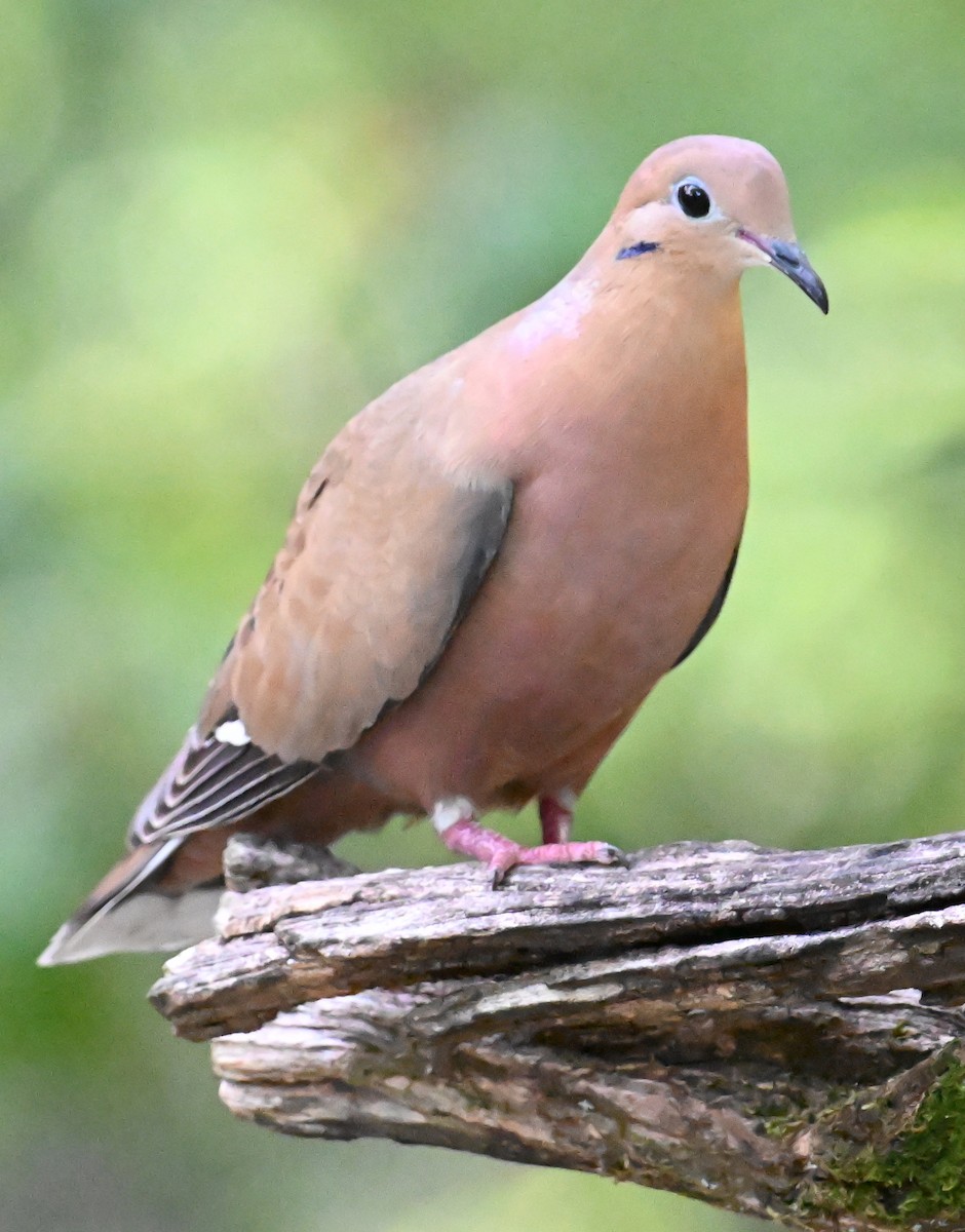 Zenaida Dove - ML637608907