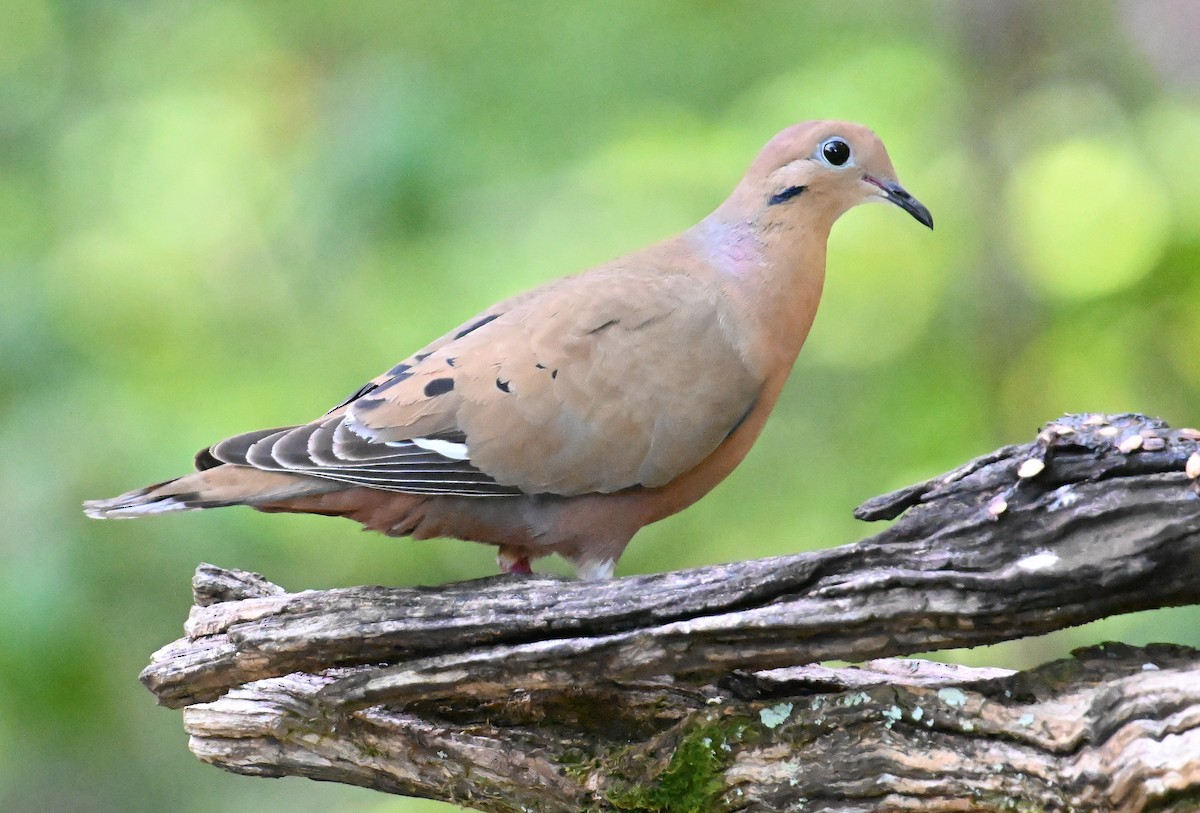 Zenaida Dove - ML637608908