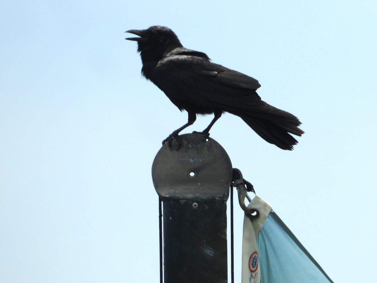 Fish Crow - ML637608916