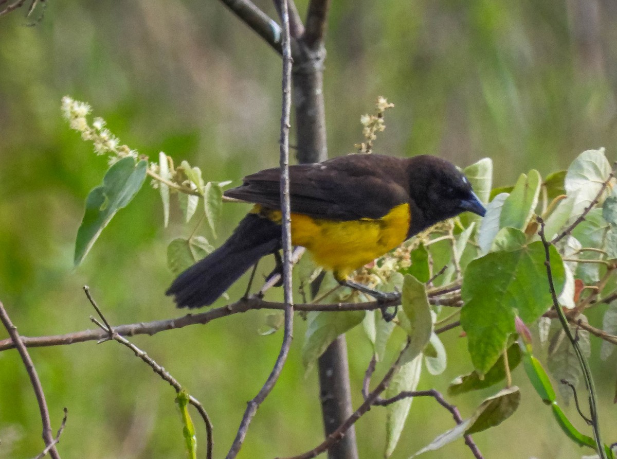 Yellow-rumped Marshbird - ML637608980