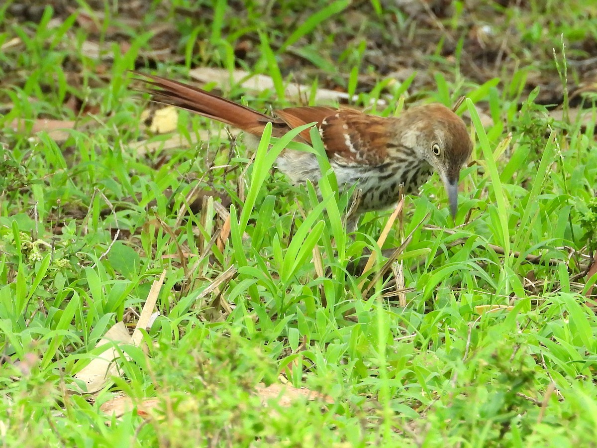 Brown Thrasher - ML637608995