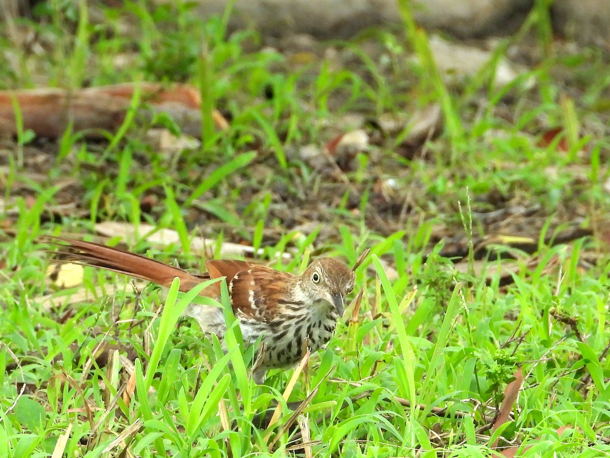 Brown Thrasher - ML637608996