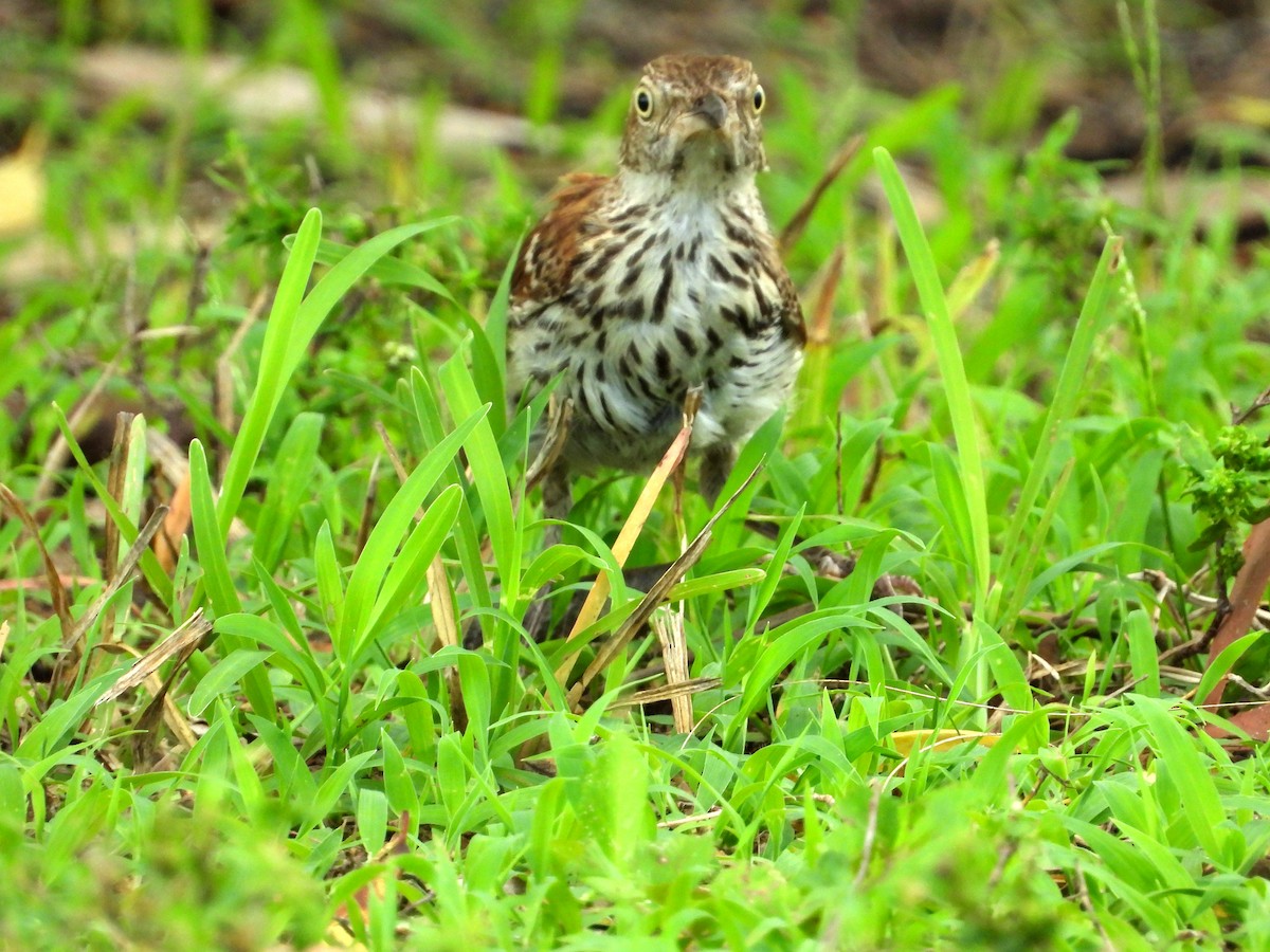Brown Thrasher - ML637608998