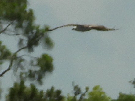 Bald Eagle - ML637609009