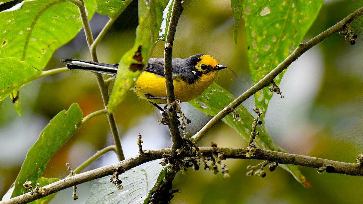 Golden-fronted Redstart - ML637609015