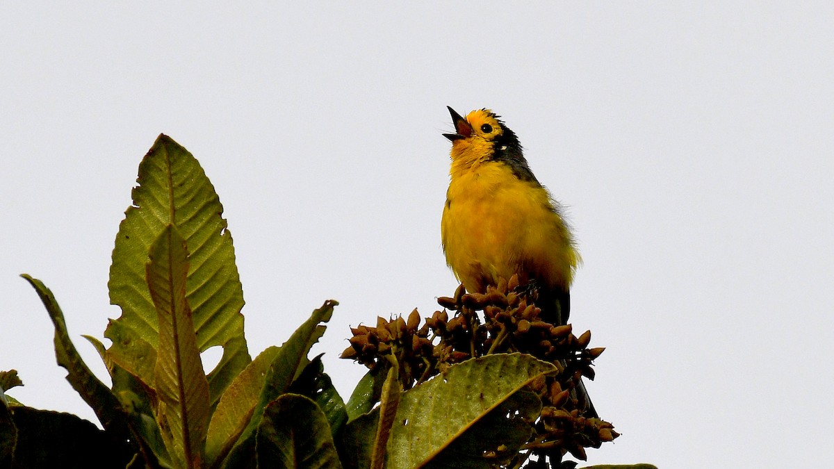 Golden-fronted Redstart - ML637609016