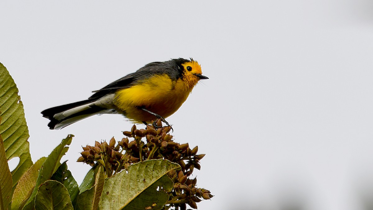 Golden-fronted Redstart - ML637609017