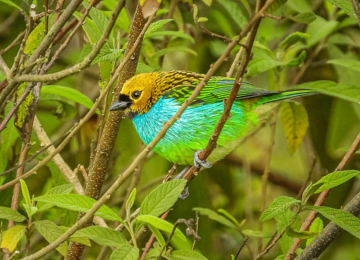 Gilt-edged Tanager - ML637609048
