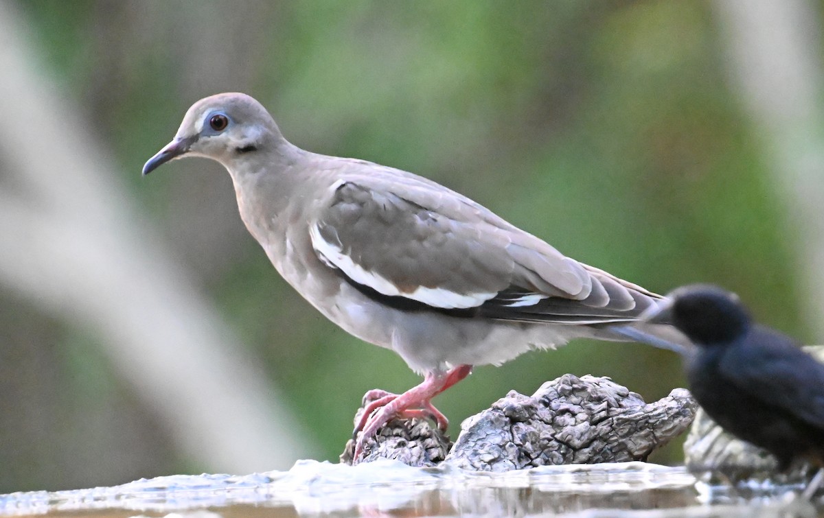 White-winged Dove - ML637609050