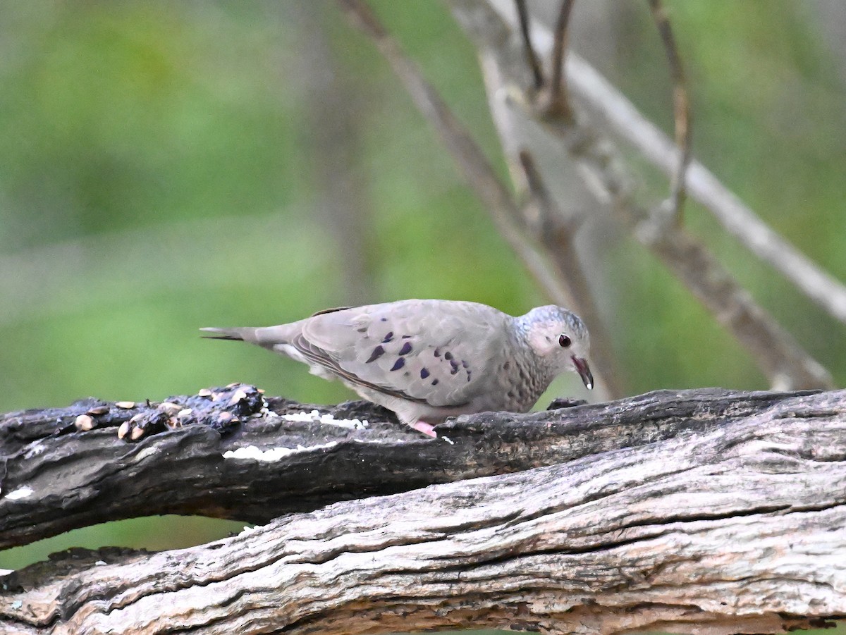 Common Ground Dove - ML637609057
