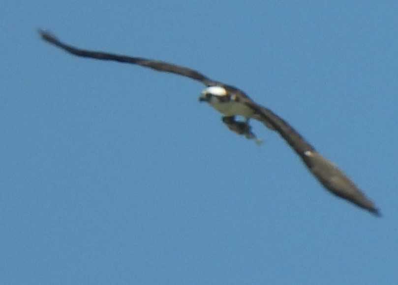Falco pescatore - ML637609060