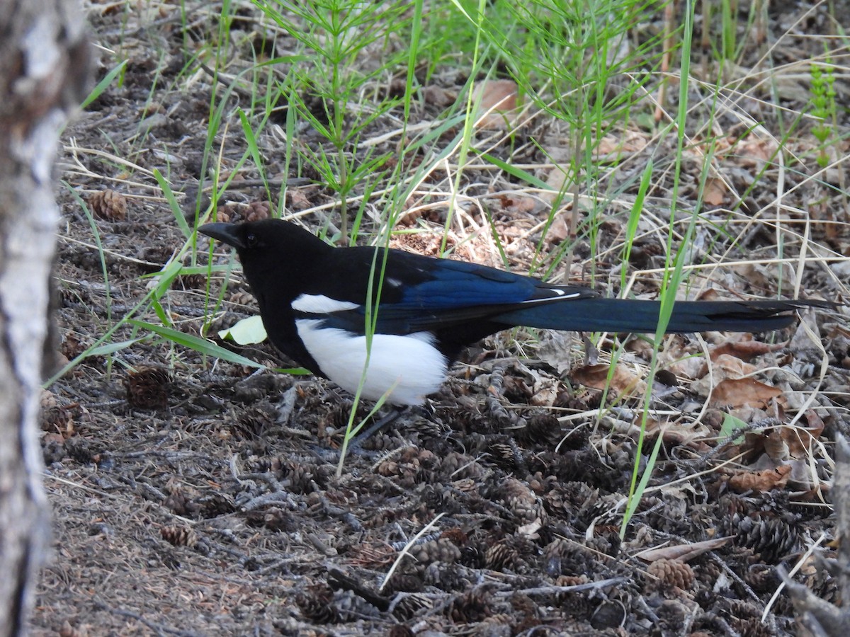 Black-billed Magpie - ML637609071