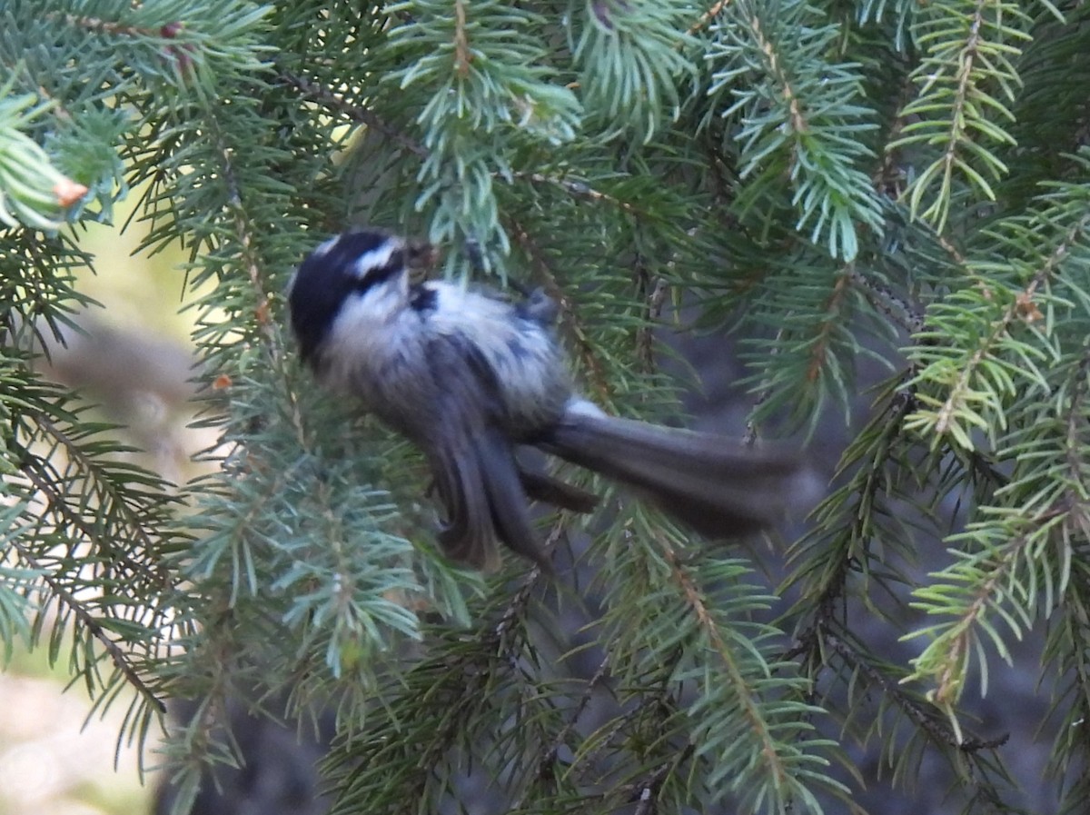 Mountain Chickadee - ML637609076