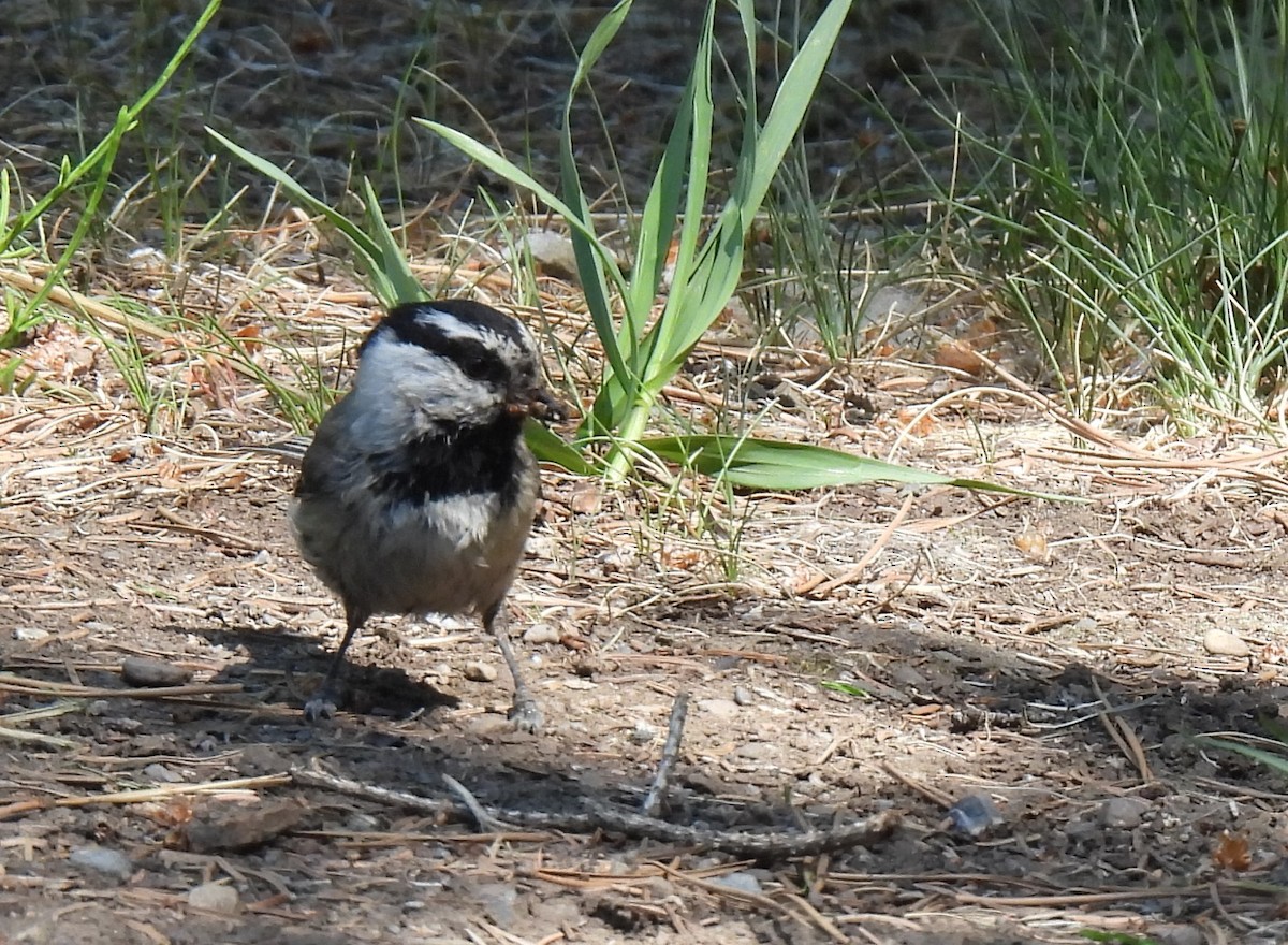 Mountain Chickadee - ML637609088