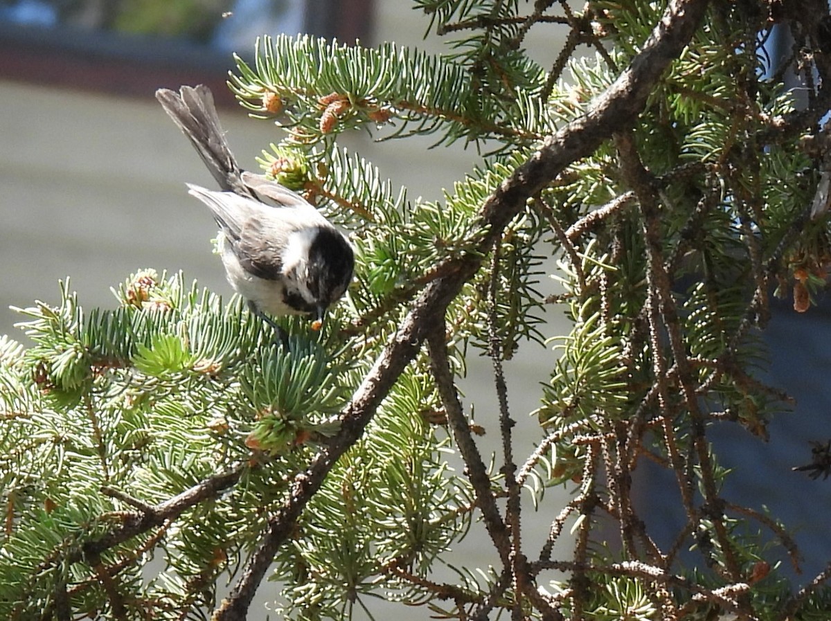 Mountain Chickadee - ML637609095