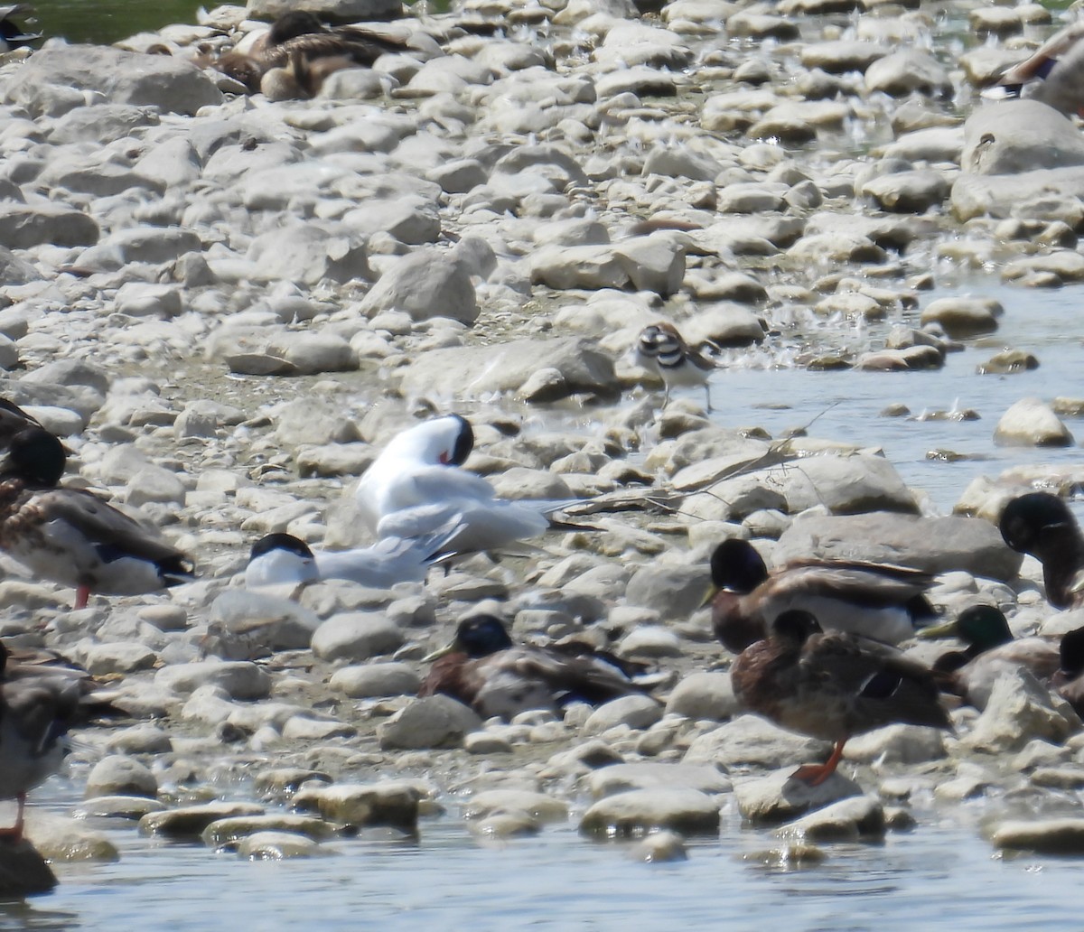 Caspian Tern - ML637609102