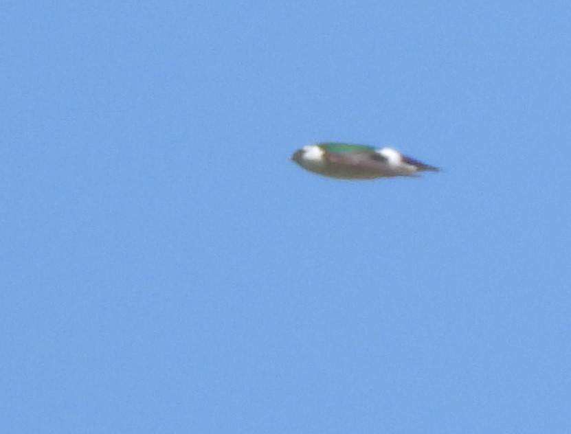 Violet-green Swallow - ML637609117