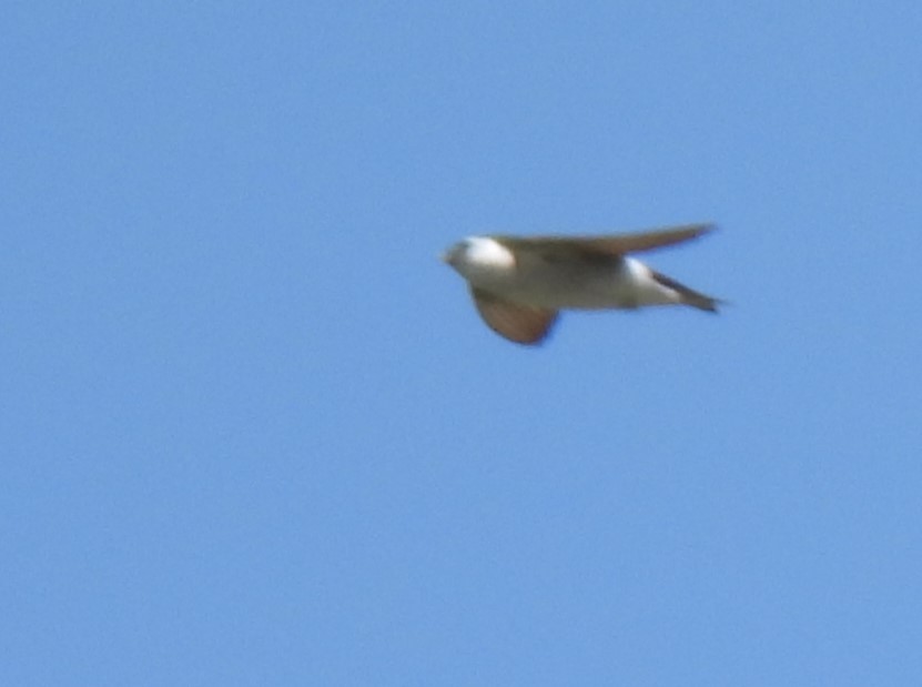 Violet-green Swallow - ML637609118