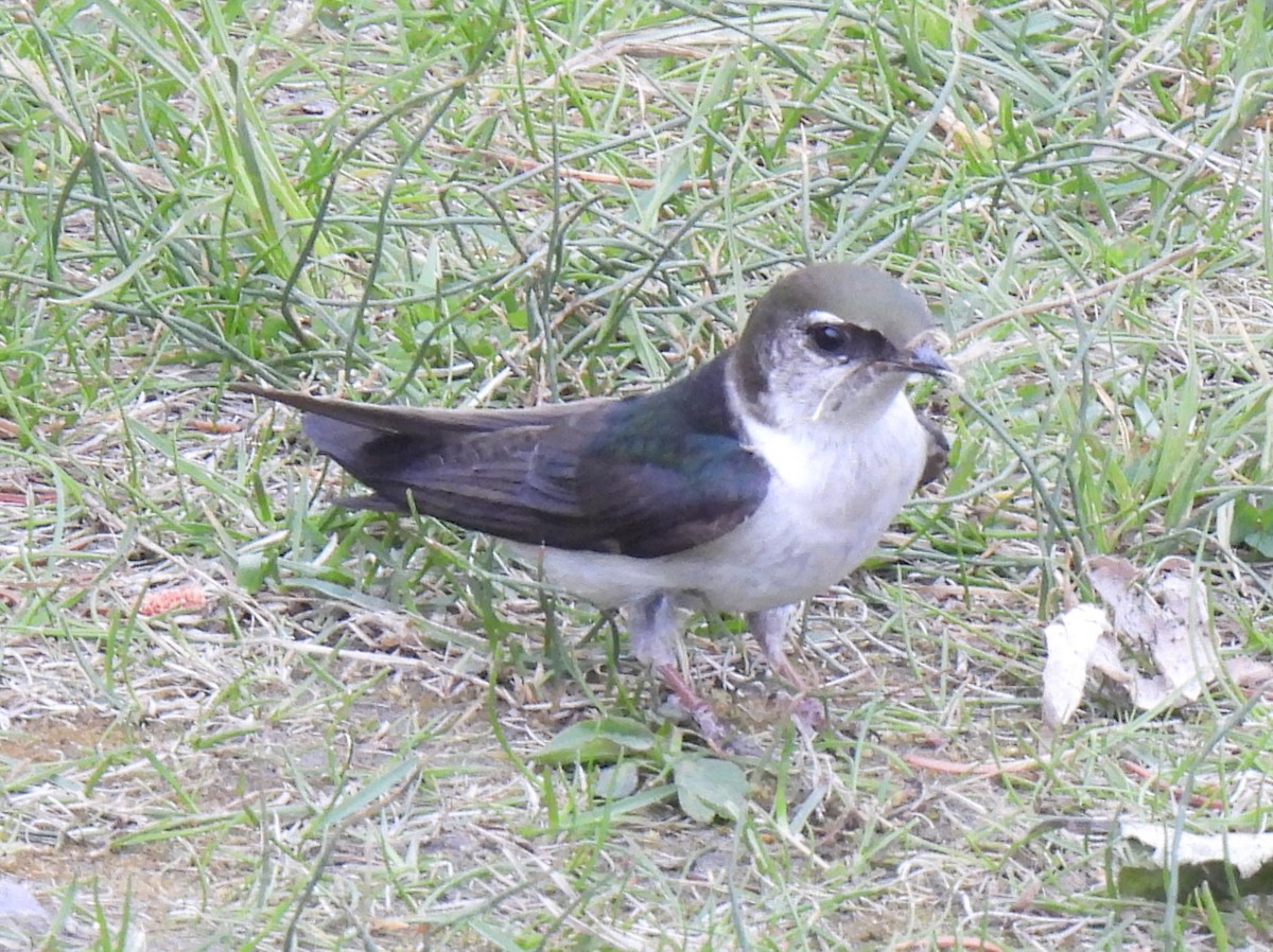 Violet-green Swallow - ML637609119