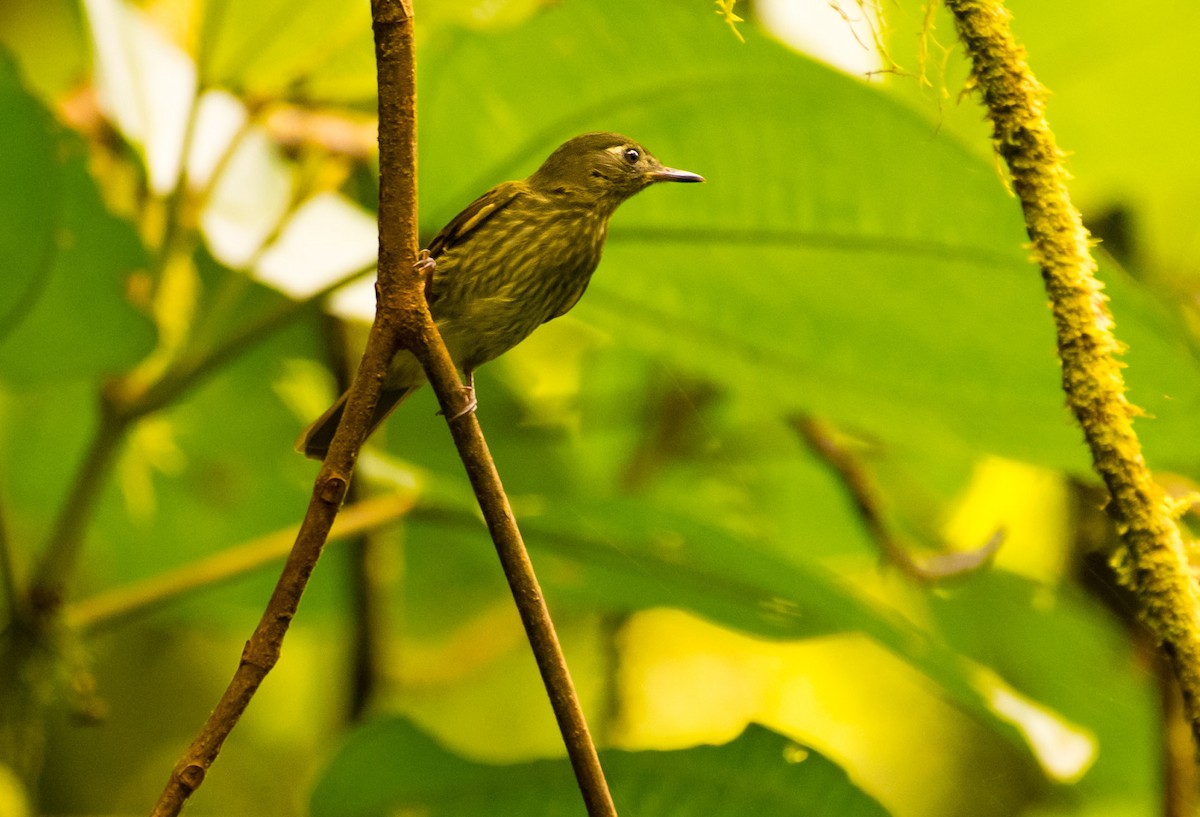 Olive-striped Flycatcher - ML637609162