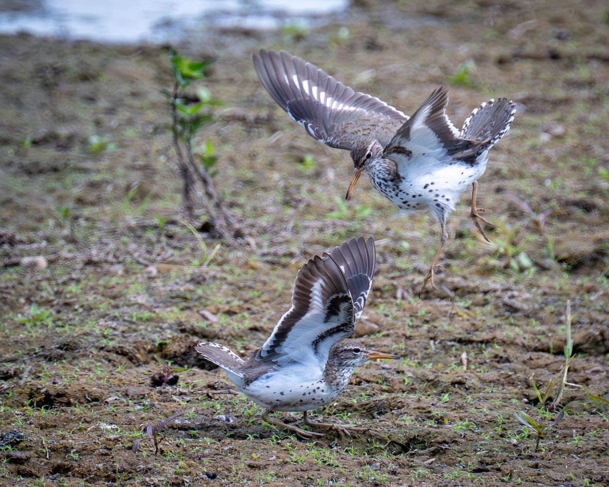 Spotted Sandpiper - ML637609172