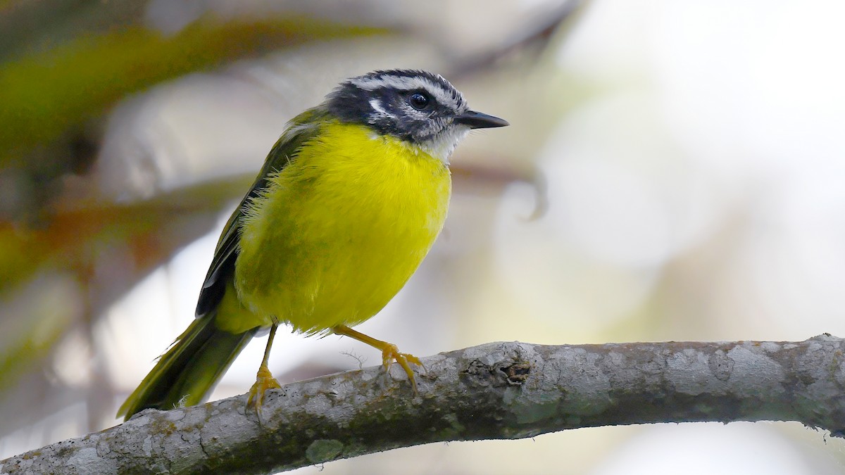 Santa Marta Warbler - ML637609176