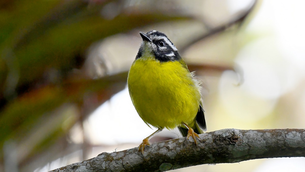 Santa Marta Warbler - ML637609177