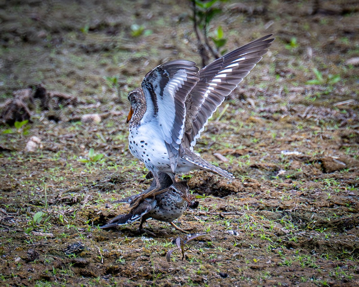 Spotted Sandpiper - ML637609179