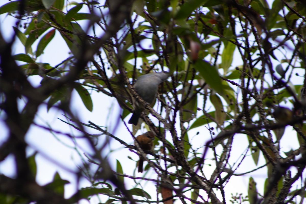 Chestnut-crowned Becard - ML637609207