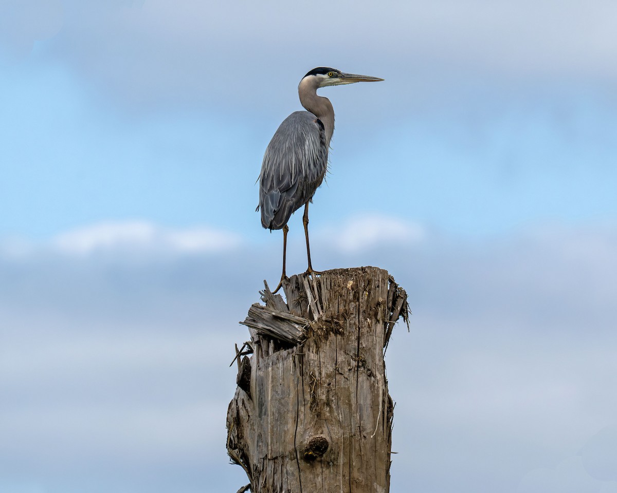 Great Blue Heron - ML637609220