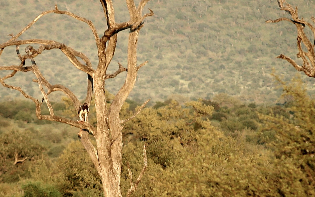 Martial Eagle - ML637609221