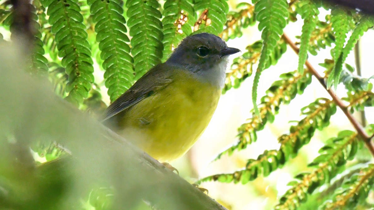White-lored Warbler - ML637609224