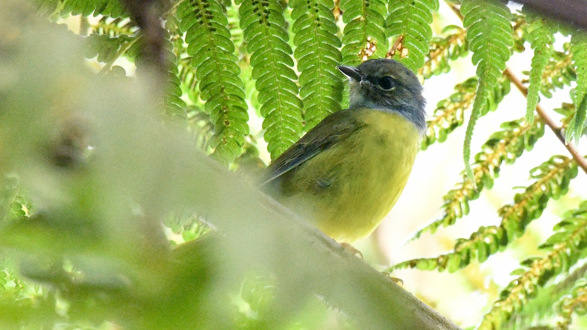 White-lored Warbler - ML637609225